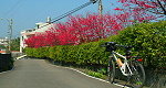 北4櫻花道