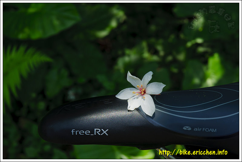 allay���� free_rx